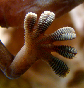 gecko foot1 287x300 Stick a TV to the Wall using Gecko Feet