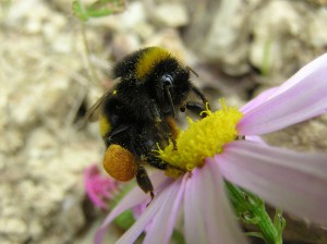 Bumblebee Bumblebee electrifies