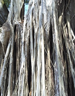 Detailed Ficus microcarpa roots, Photo attribution: Cinzia Iacovelli