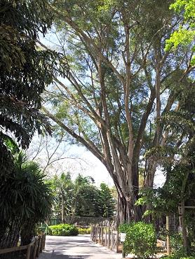 Ficus microcarpa, Photo attribution: Cinzia Iacovelli