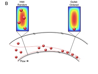 Effects of inertial focusing on particles in a curved channel