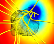 Kinetics of Zebrafish Dorsoventral Patterning