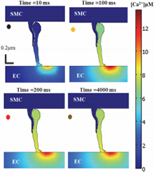Finite Element Modeling of Vasoreactivity Using COMSOL Multiphysics® ...
