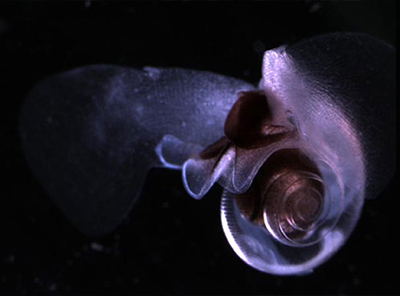 Ocean Solidifying Utrecht University Researches Ocean Acidification with Simulation